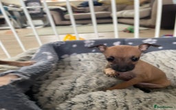 Italian Greyhound dogs for sale: Ready from next week Little Italian Greyhound pups - Image 22