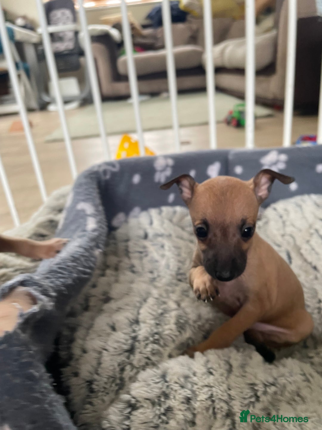 Italian Greyhound dogs for sale: Ready from next week Little Italian Greyhound pups - Image 22