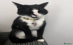 Domestic Shorthair cats for sale: Female cat  - Image 4