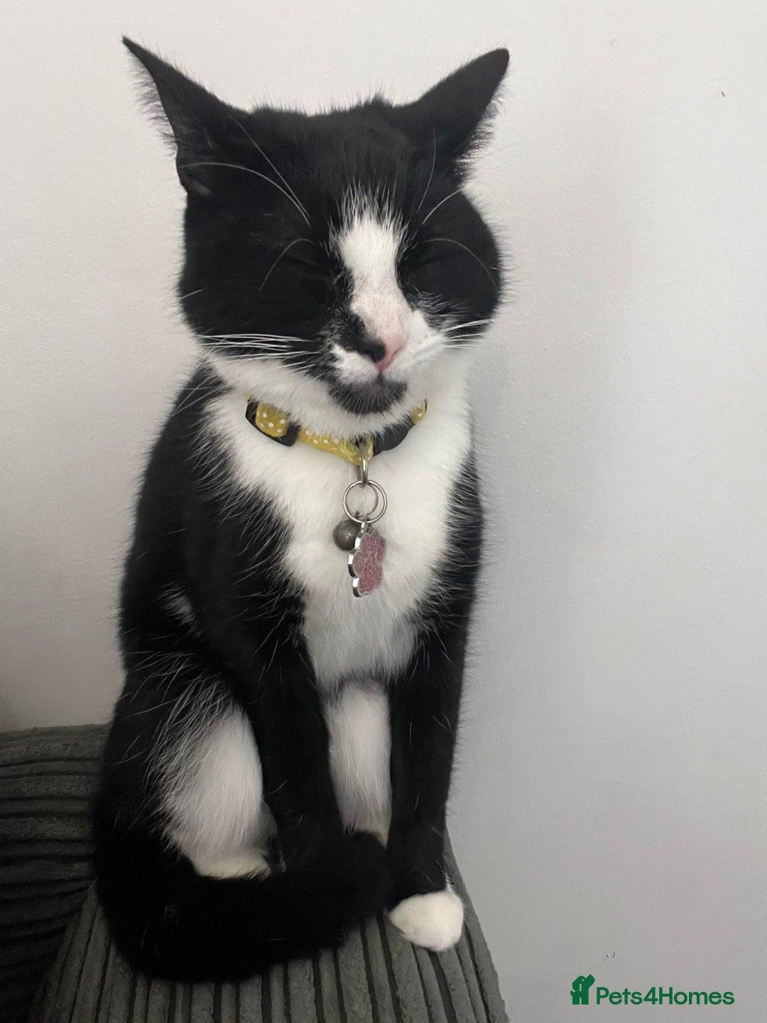 Domestic Shorthair cats for sale: Female cat  - Image 4