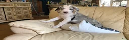 Great Dane dogs for sale: Lovely Damarkann Great Dane Puppies - Advert 11