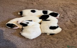 Jack Russell dogs for sale: Jack Russell Puppies - Image 1