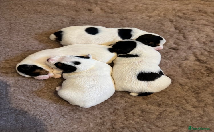 Jack Russell dogs - Advert 1