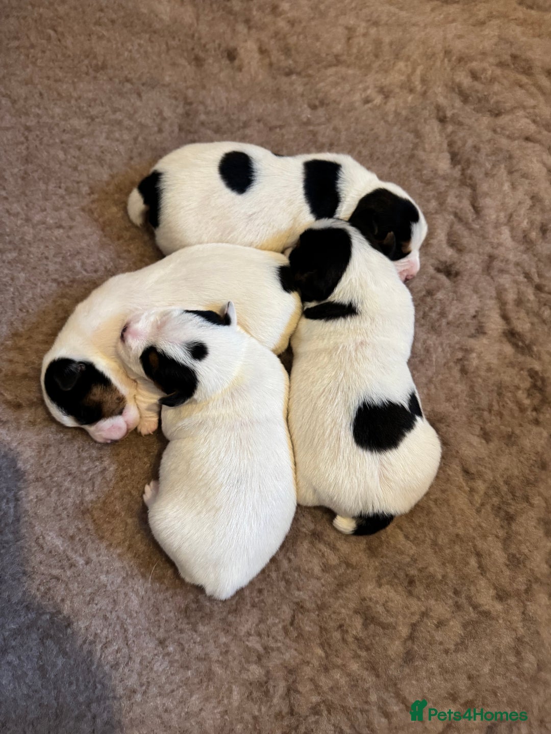 Jack Russell dogs for sale: Jack Russell Puppies - Image 1