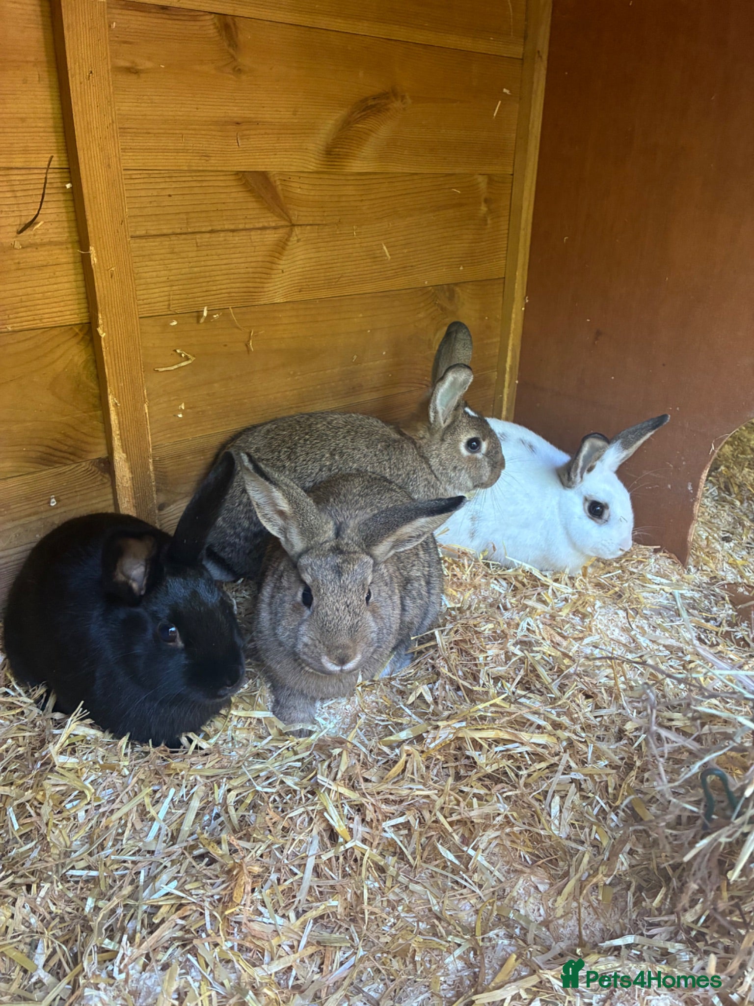 Mixed Breed rabbits Adorable Baby Rabbits for Sale – Ready Now! 🐰 - Advert 1