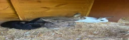 Mixed Breed rabbits for sale: Adorable Baby Rabbits for Sale – Ready Now! 🐰 - Advert 1