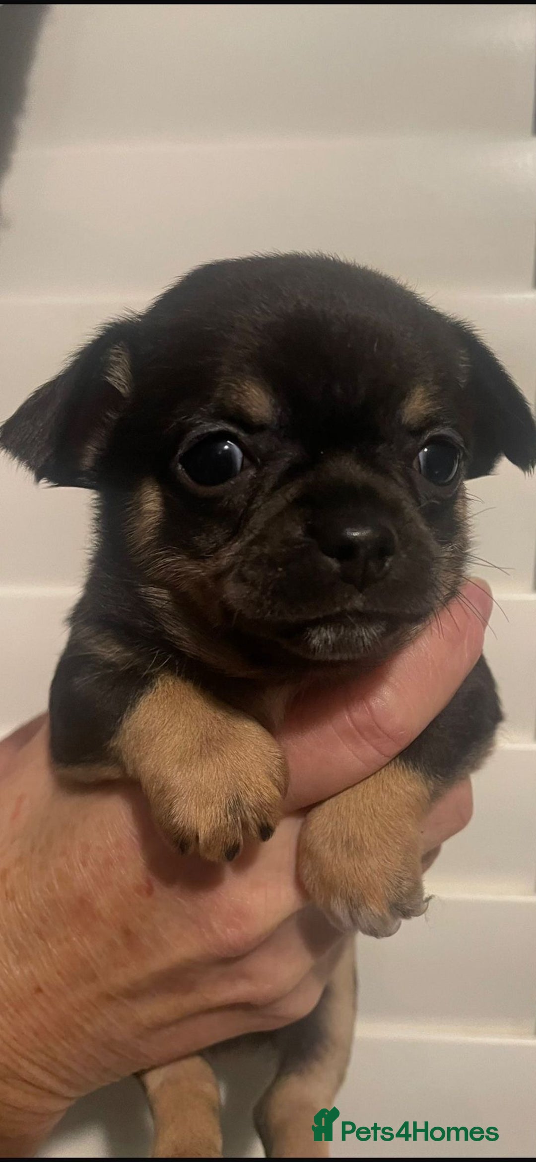 Chihuahua dogs for sale: Beautiful black & blue tri chihuahua puppies  - Advert 11