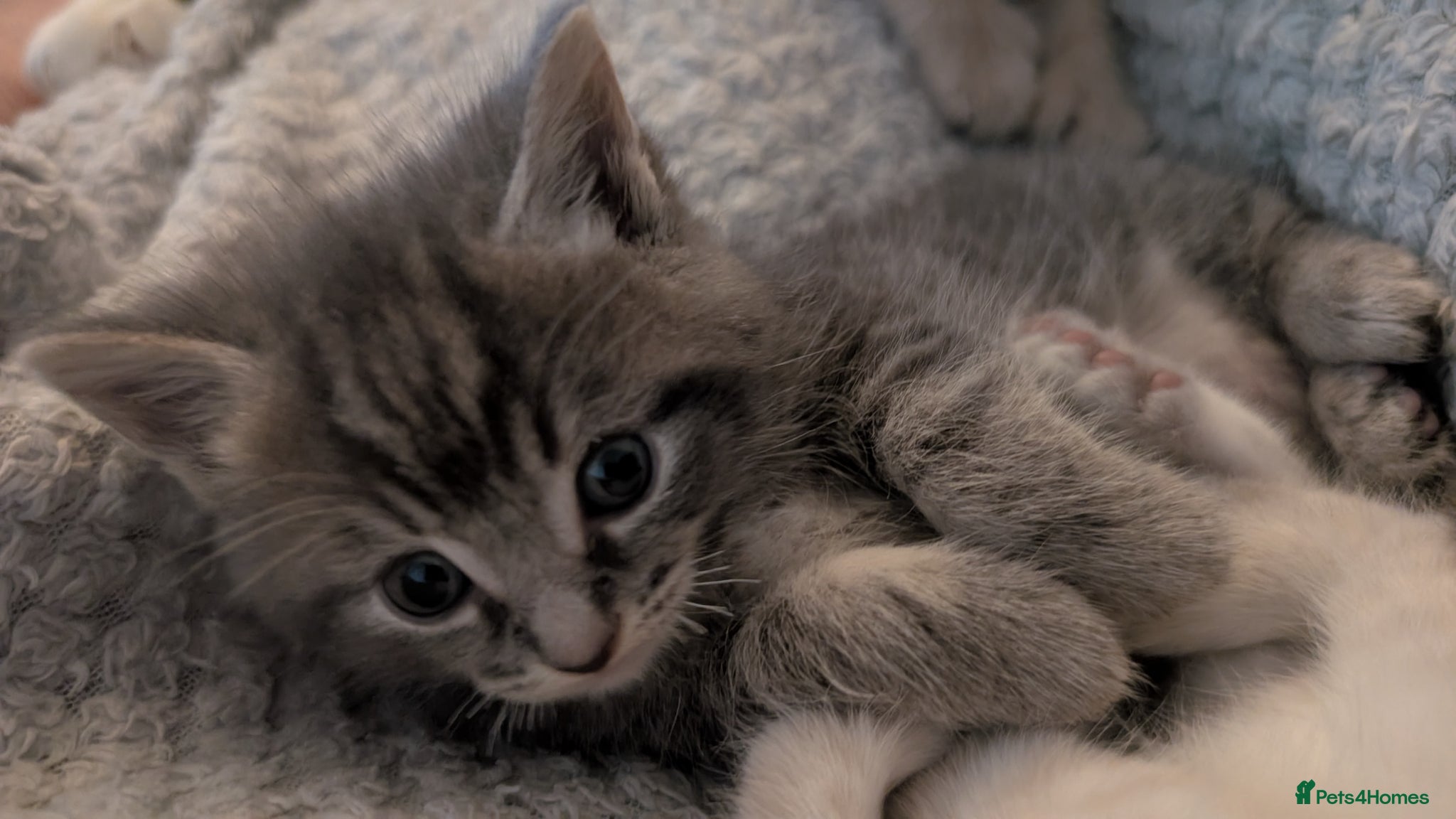 Ragcoon cats for sale: Beautiful Ragcoon / Bengal kittens  - Advert 5