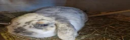 Mini Lop rabbits for sale: Beautiful Mini Lop Doe for sale in Chatham - Advert 5