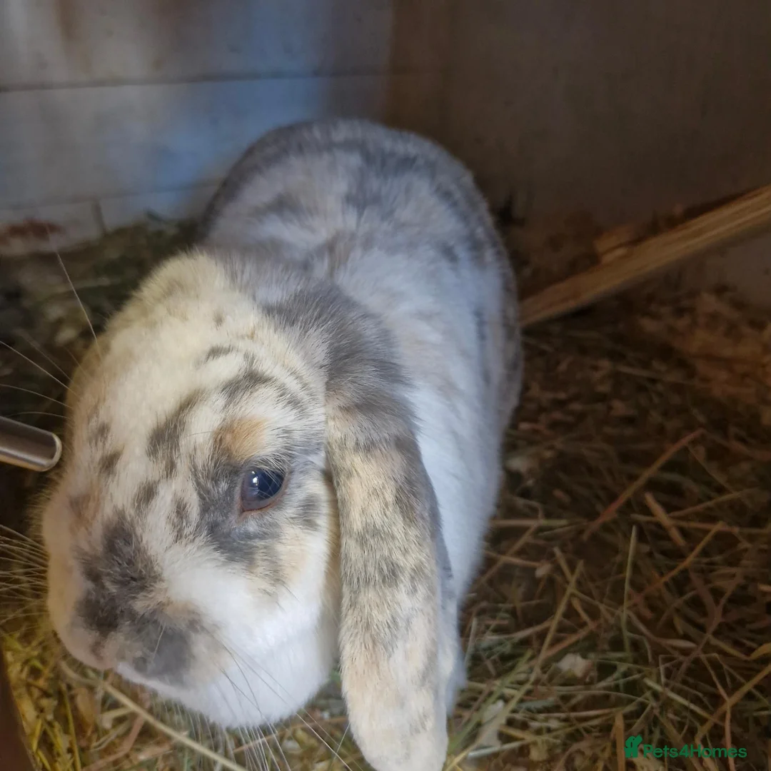 Mini Lop rabbits for sale: Beautiful Mini Lop Doe for sale in Chatham - Advert 5
