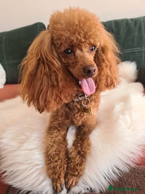 Miniature Poodle dogs Poodle - Advert 2