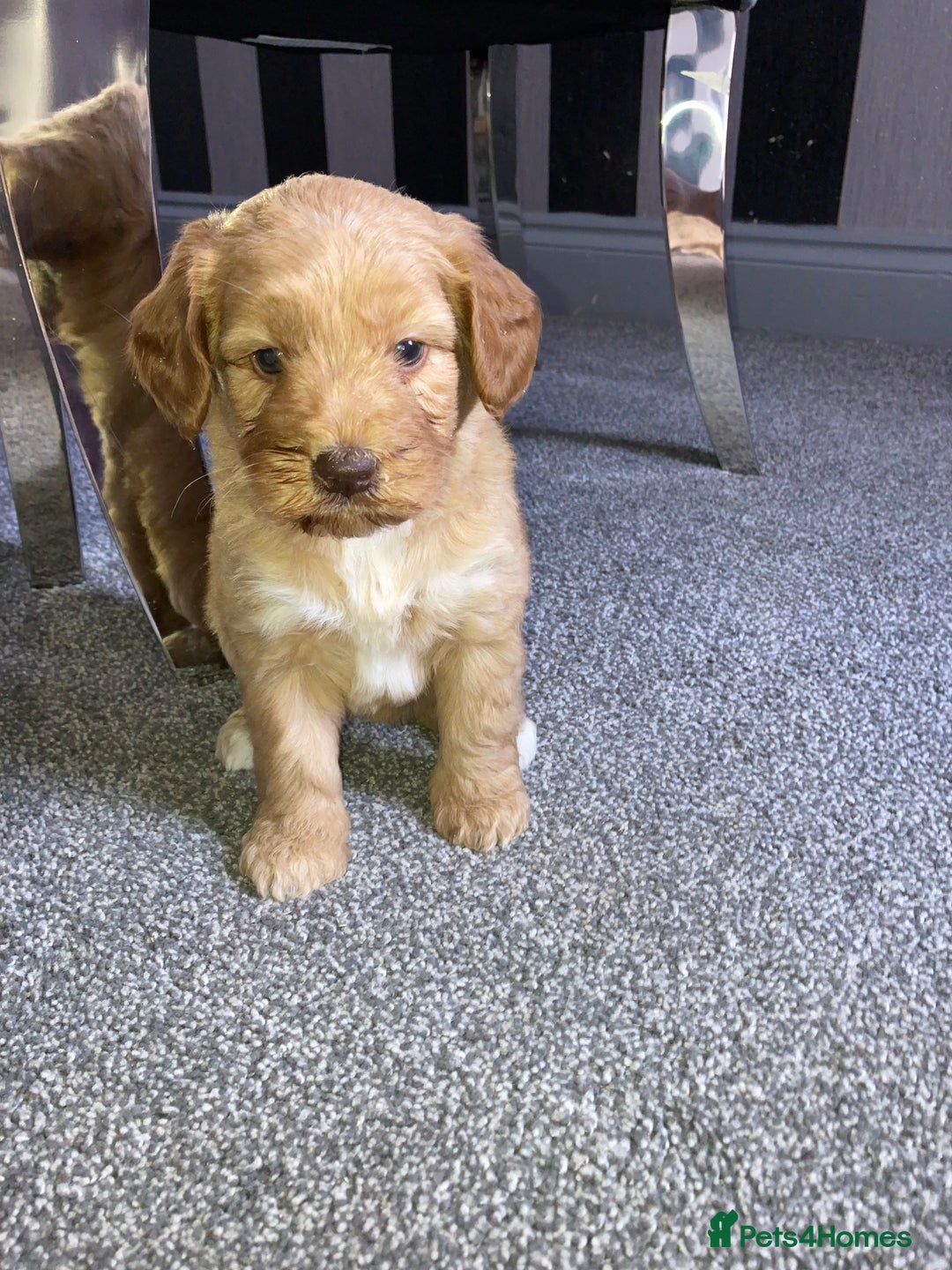 Cockapoo dogs for sale: Cockapoos  - Image 6
