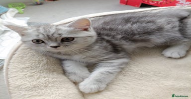 British Shorthair cats - Advert 13