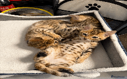 Bengal cats for sale: 🐾 Purebred Bengal Kittens for Sale 🐾 - Image 2