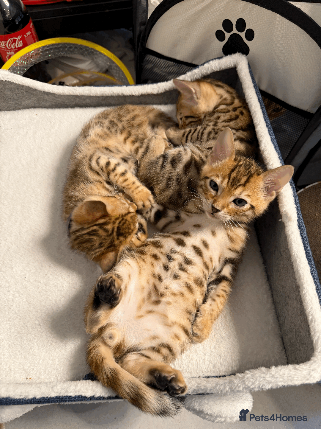 Bengal cats for sale: 🐾 Purebred Bengal Kittens for Sale 🐾 - Image 2