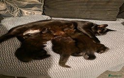 British Shorthair cats for sale: Kittens - Image 9