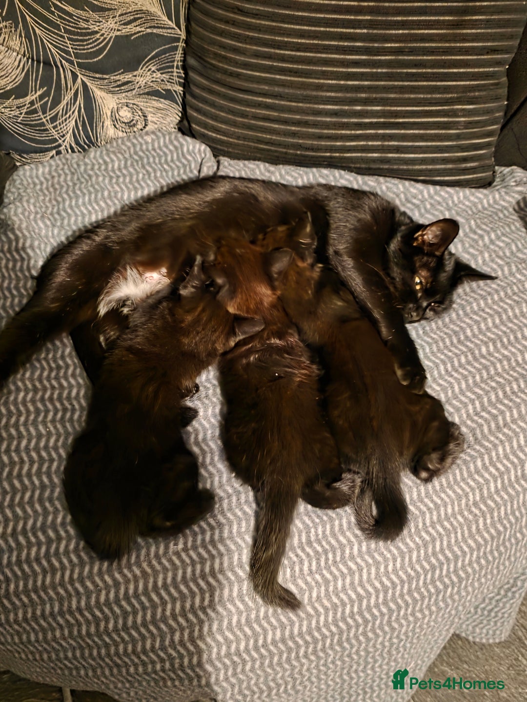 British Shorthair cats for sale: Kittens - Image 9