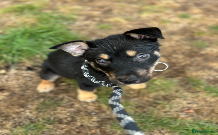 Mixed Breed dogs - Advert 1