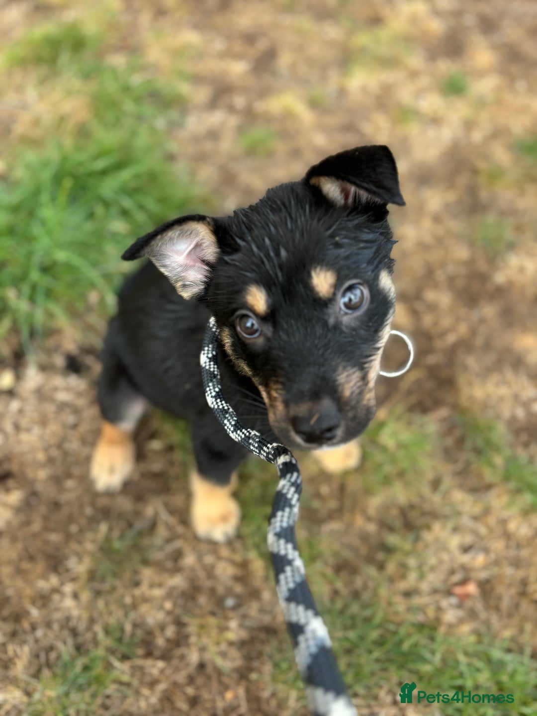 Mixed Breed dogs for sale: Rottsky puppy - Image 1