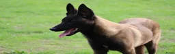 Belgian Shepherd Dog dogs for sale: Black mask mali pup - Advert 6