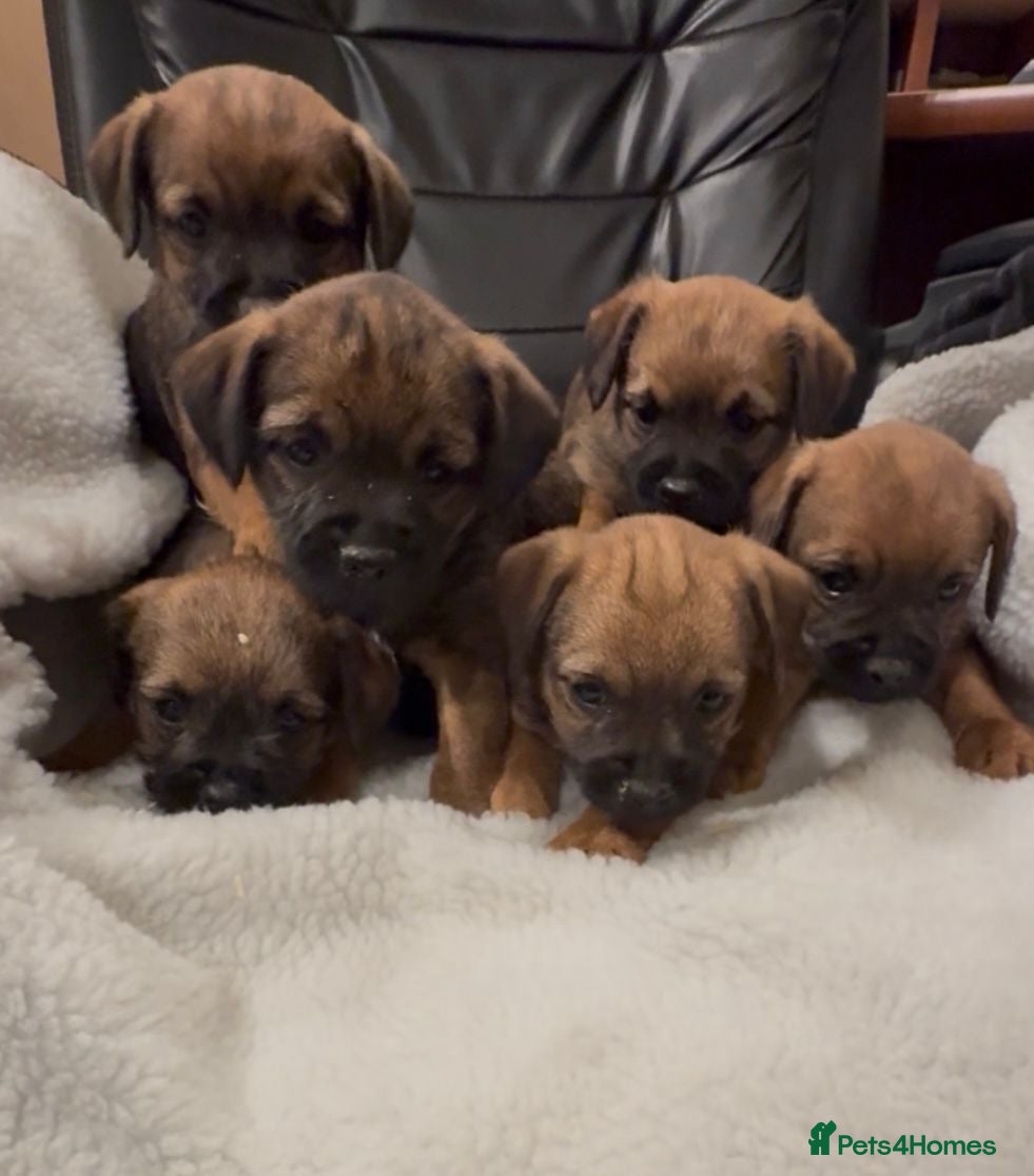 Border Terrier dogs Beautiful Border Puppies - Advert 10