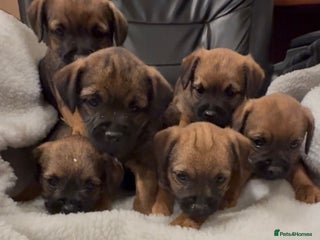 Border Terrier dogs Beautiful Border Puppies - Advert 3