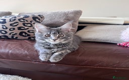 Maine Coon cats for sale: TICA Registered Maine Coon Kittens Blue/Silver - Image 21