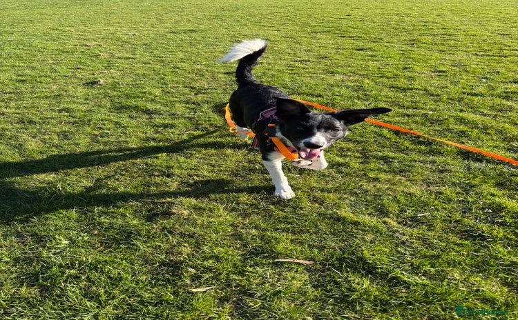 Border Collie dogs - Advert 8