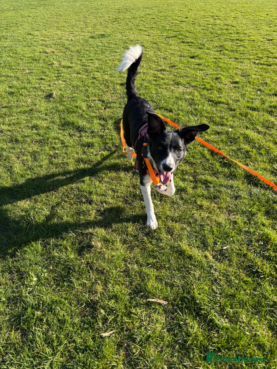 Border Collie dogs for sale: Female border collie  - Image 1