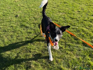 Border Collie dogs - Advert 24