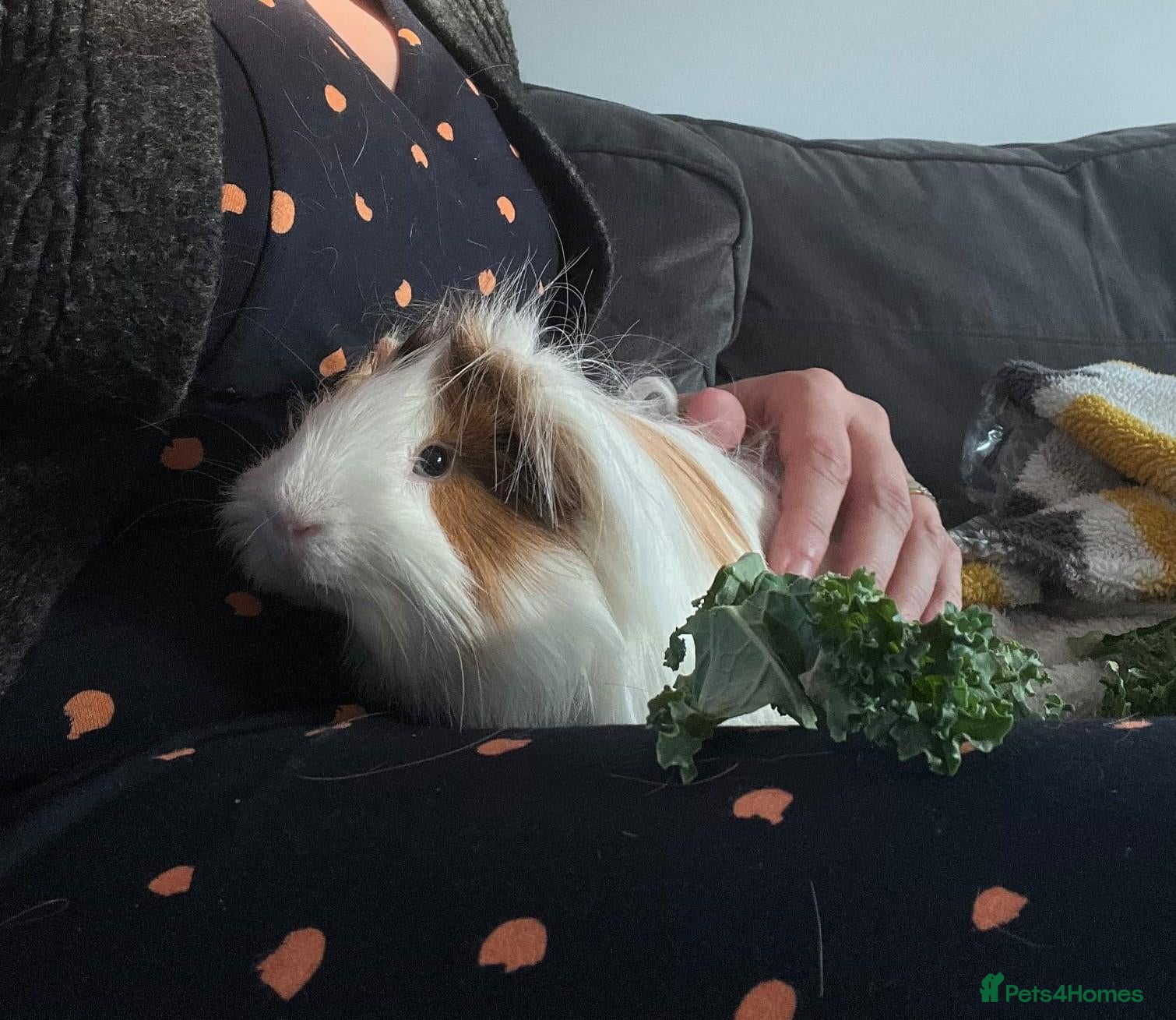 Guinea Pig rodents 2x Guinea Pig Boars for sale - Advert 20