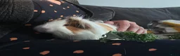 Guinea Pig rodents for sale: 2x Guinea Pig Boars for sale - Advert 3