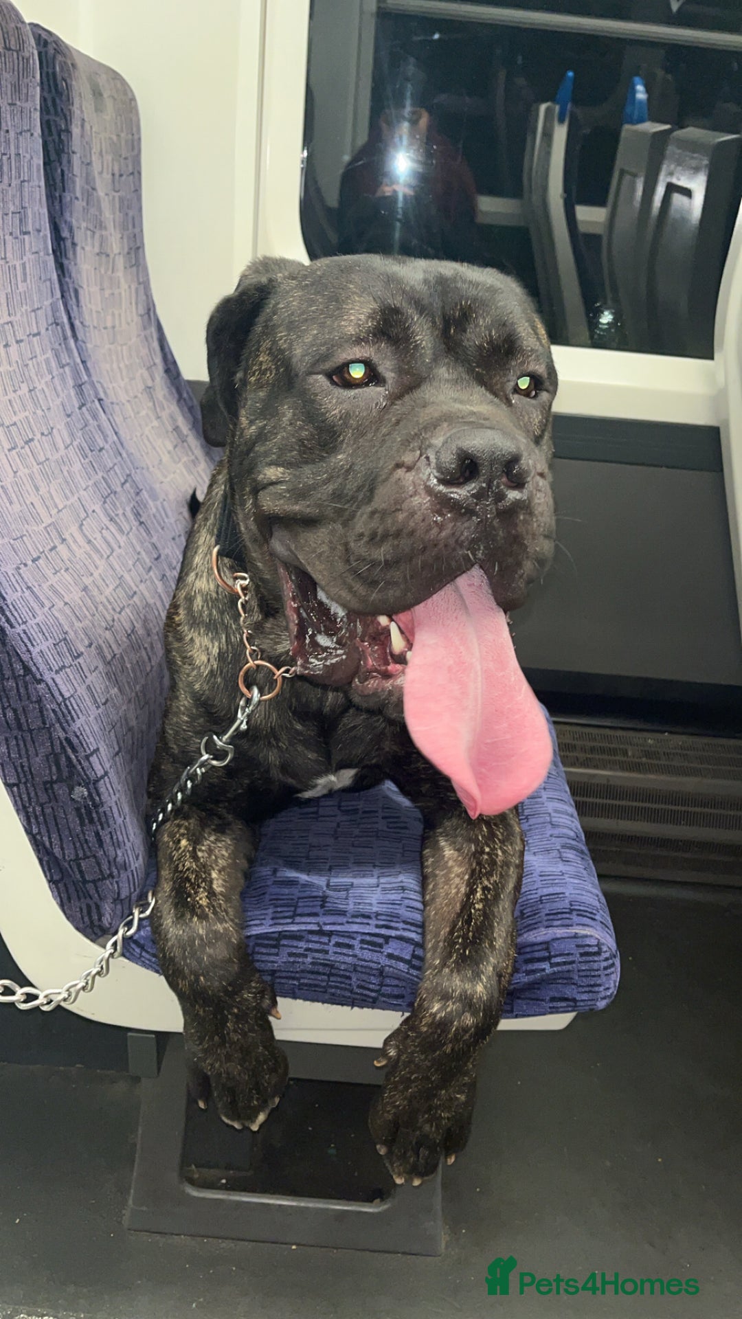 Mixed Breed dogs for sale: 21month old cane corso  - Advert 5