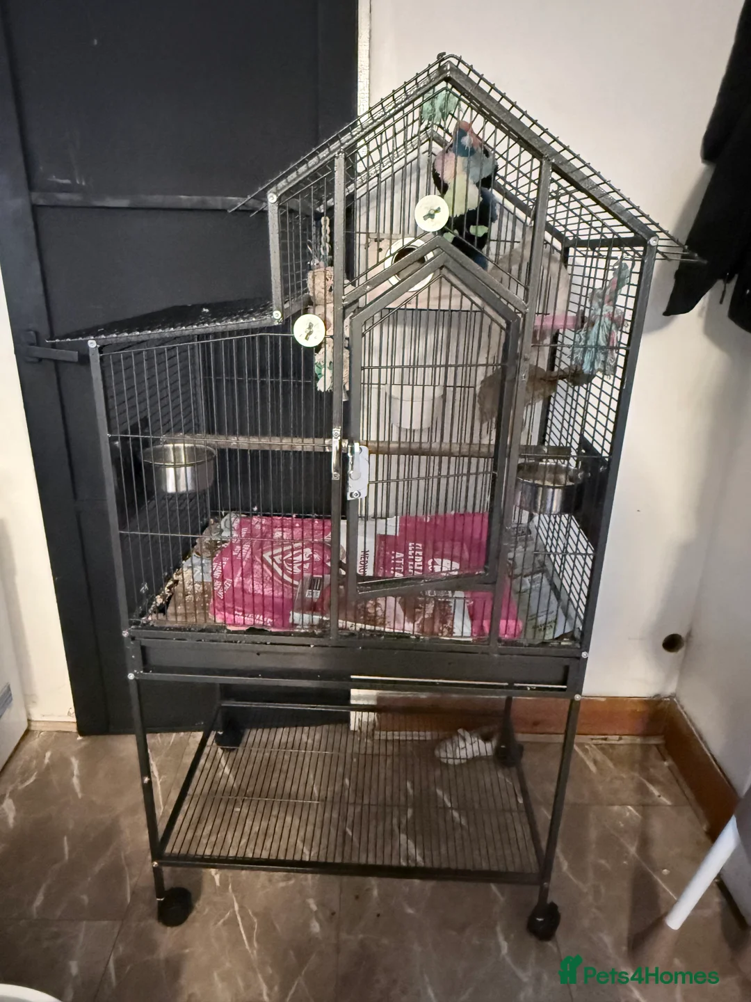 Ringnecks birds for sale: Beautiful Indian ringnecks rare albino & yellow  - Advert 10