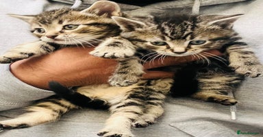 Mixed Breed cats Stunning Bengal x Ragdoll kittens ready to go now - Advert 7