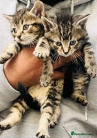 Mixed Breed cats Stunning Bengal x Ragdoll kittens ready to go now - Advert 7