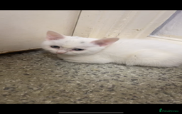 Russian Blue cats for sale: Angel  - Image 3