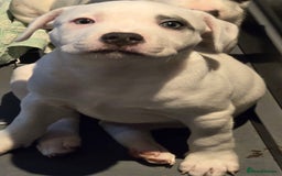 Staffordshire Bull Terrier dogs for sale: VERY RARE TOP QUALITY WHITE BLUE PIED STAFFORD BOY - Image 4