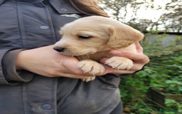 Mixed Breed dogs for sale: Labrador x sprocker - Advert 3