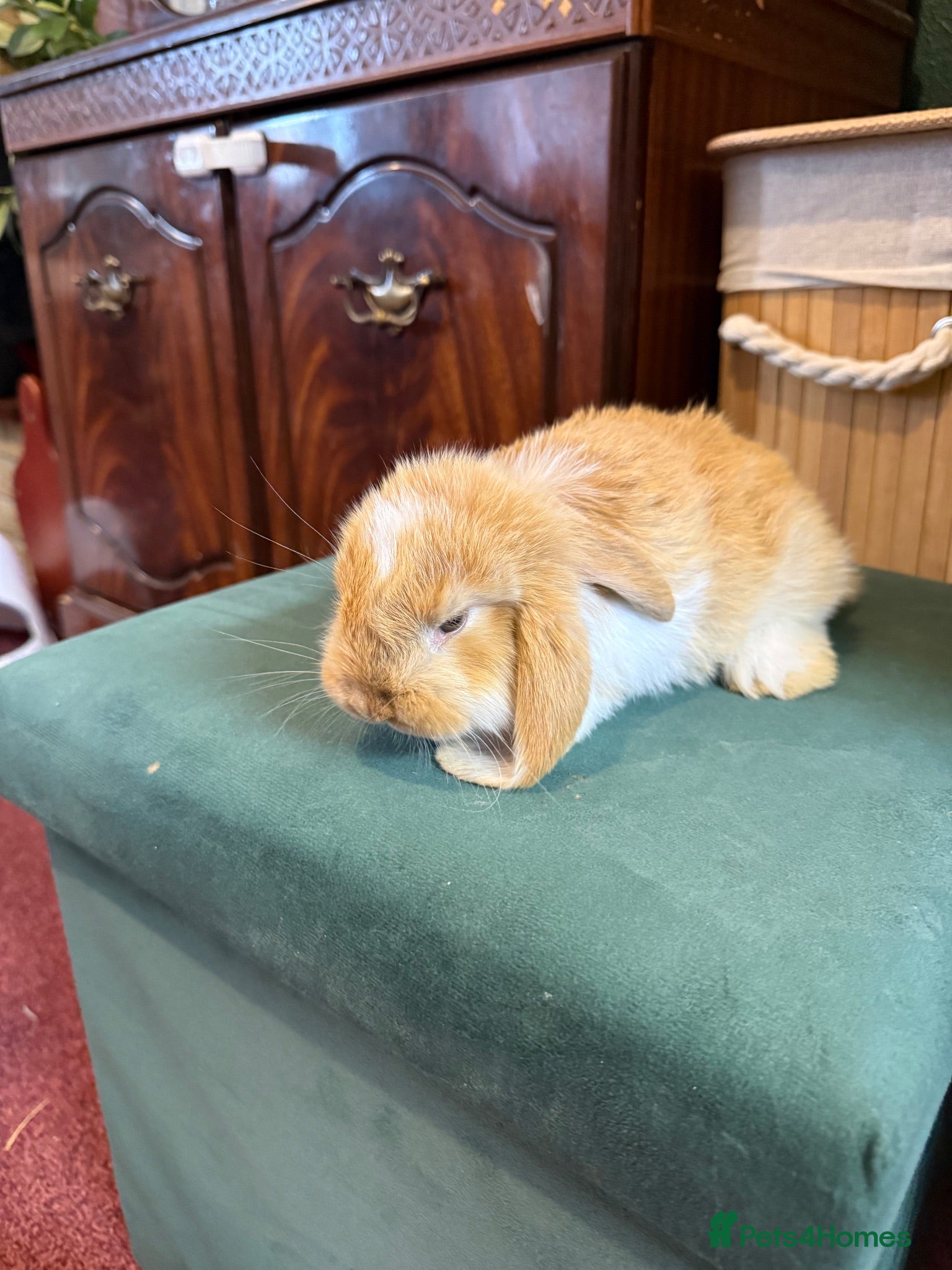 French Lop rabbits 1 Beautiful Pure French Lop Left ♥️ - Advert 2