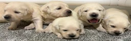 Golden Retriever dogs for sale: Beautiful healthy puppies - Advert 9