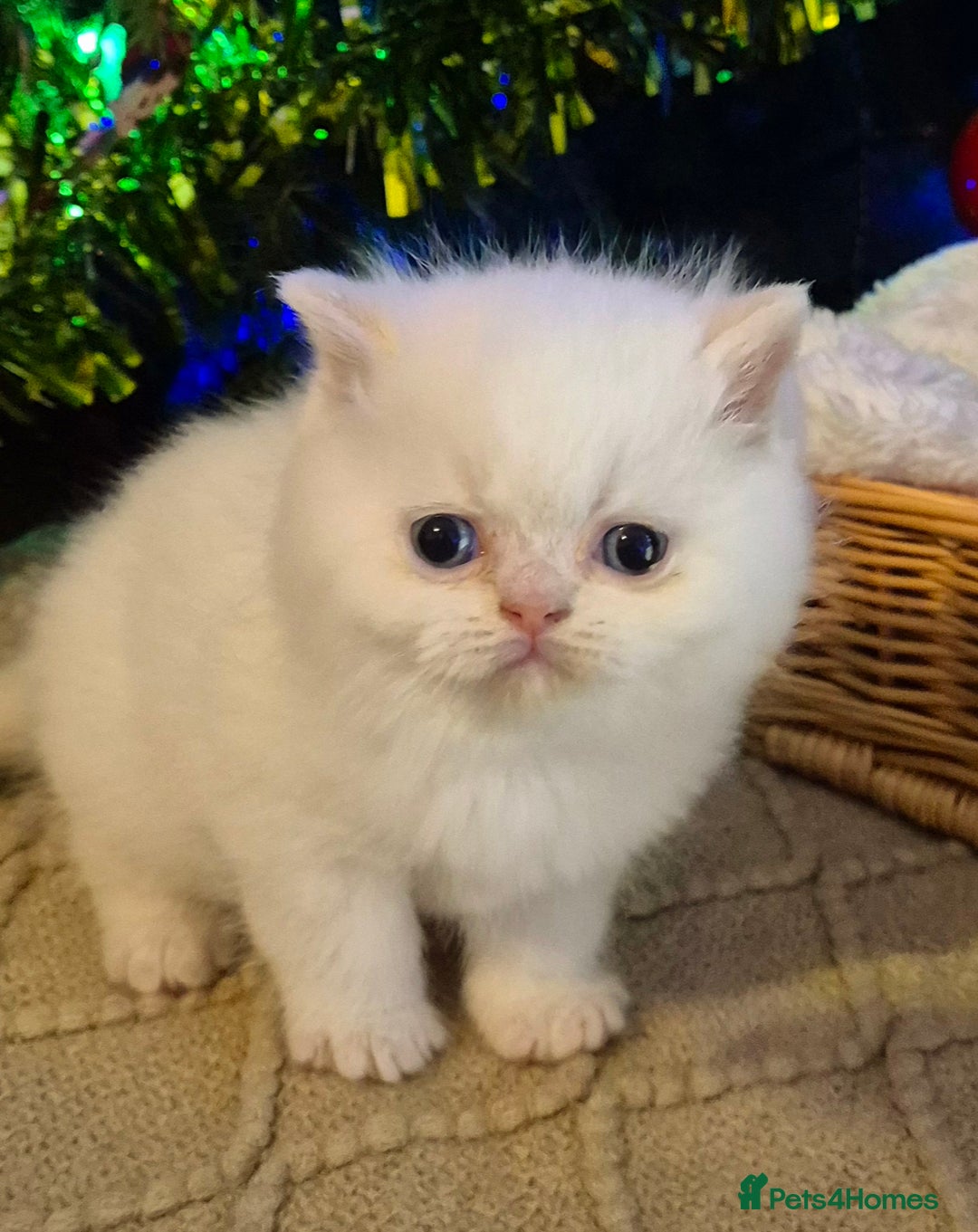 Mixed Breed cats for sale: Persian x british short hair - Advert 15