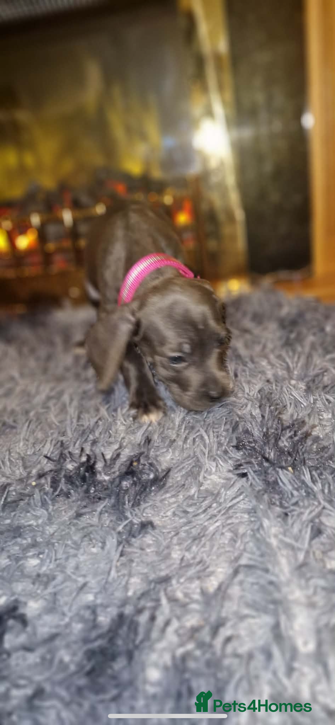 Mixed Breed dogs for sale: Cane corso hybrid - Advert 9