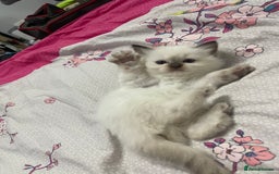 Ragdoll cats for sale: 🩵 Beautiful Ragdoll Kittens Ready at 12 Weeks! 🩵 - Image 19