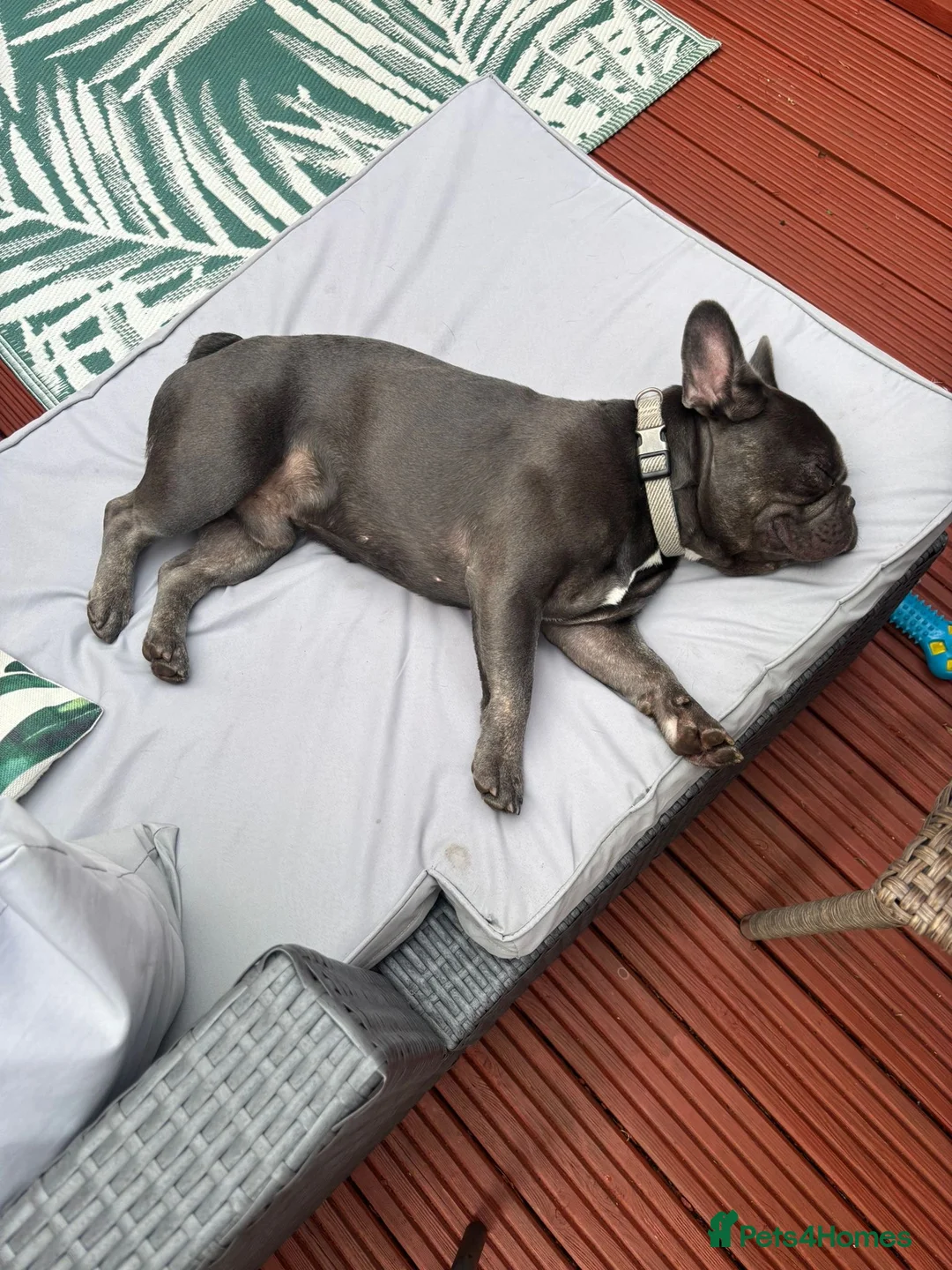 French Bulldog dogs for sale:  male looking for ⭐️⭐️⭐️⭐️forever home 🏠🐶🐾 in Stafford - Advert 2