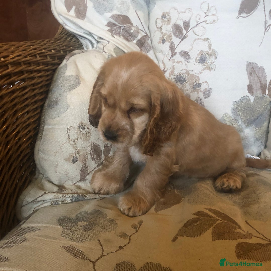 Cocker Spaniel dogs for sale: 4 stunning cocker spaniel puppies  - Image 13
