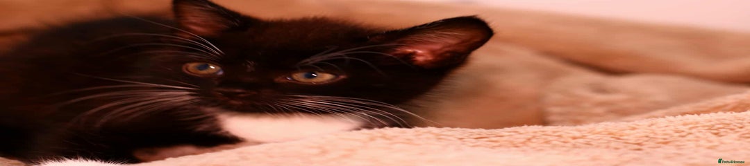 European Kitten 2