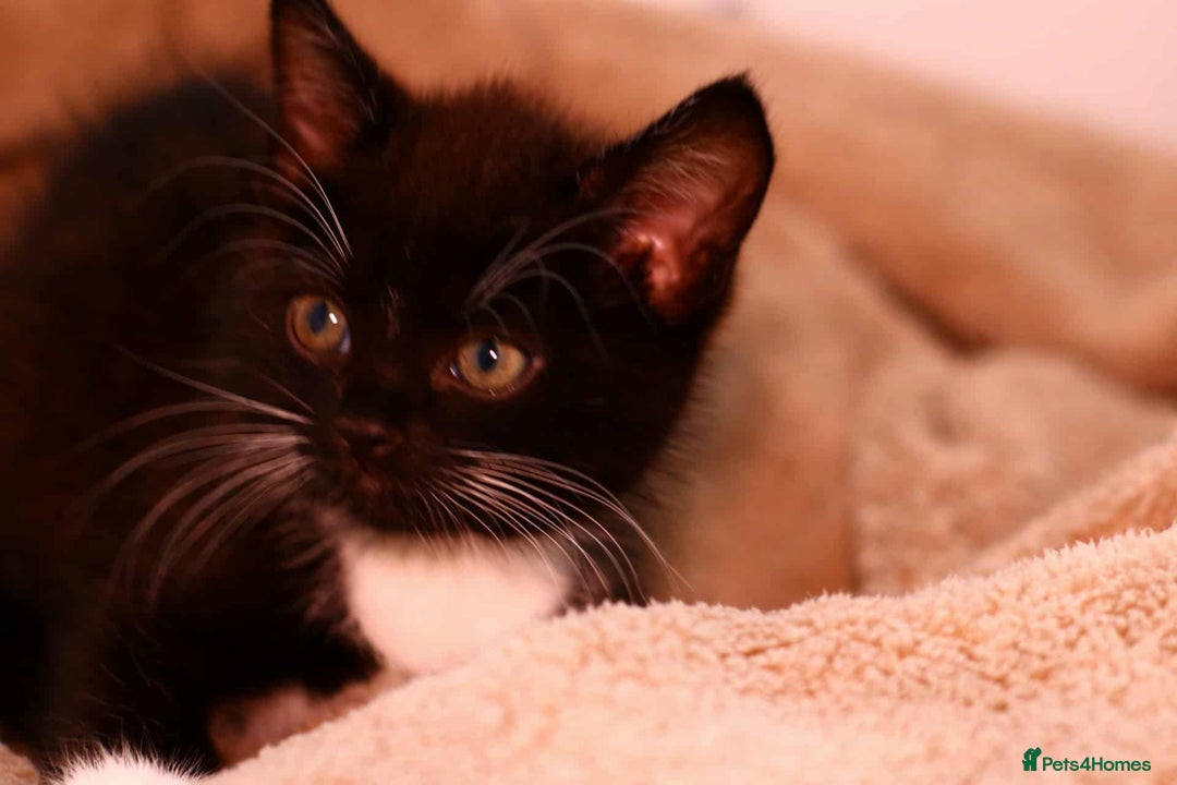 European cats for sale: Kittens  - Image 4