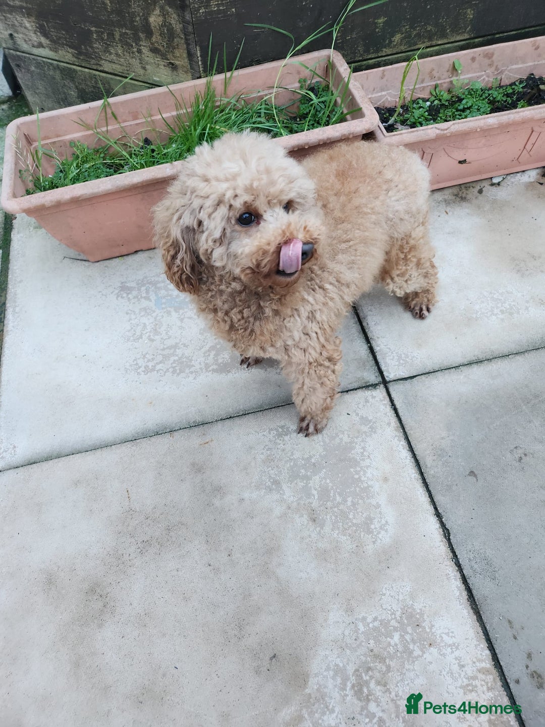 Toy Poodle dogs for sale: KC 6 yrs old Toy poodle girl - Advert 8