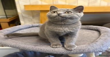 British Shorthair cats - Advert 4
